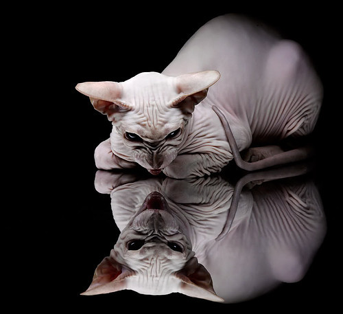 “校园足球课程入选国家基础教育课程体系”，教育部_全国已认定2.7万所校园足球特色学校