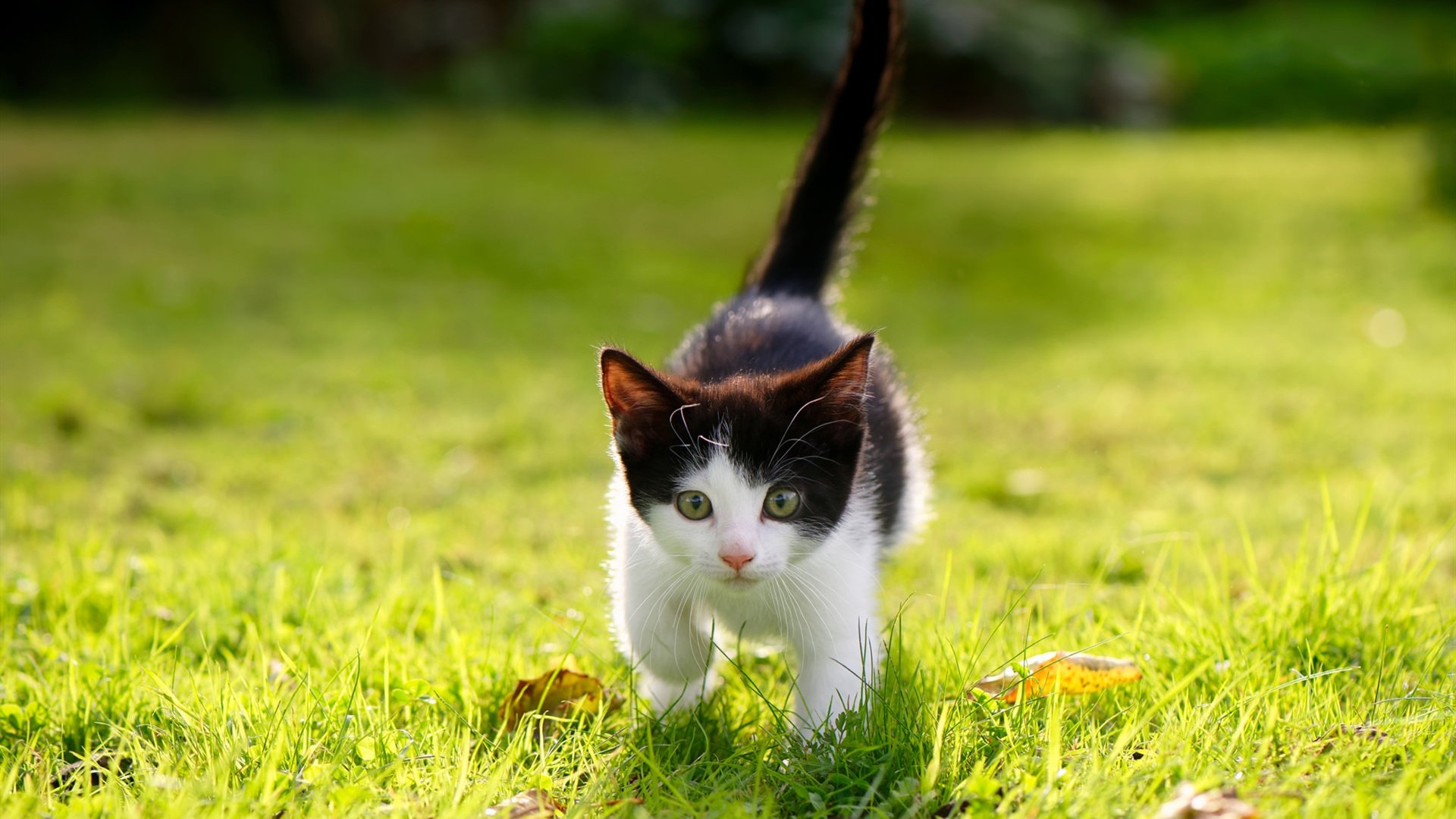 “校园足球课程入选国家基础教育课程体系”，教育部_全国已认定2.7万所校园足球特色学校