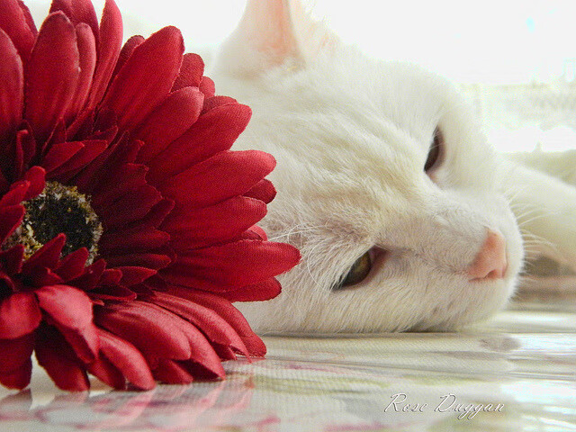 Kaiyun(中国)开云-中国篮球职业联赛商业价值不断攀升，中国的篮球职业联赛